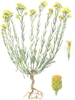  (Helichrysum arenarlum)
