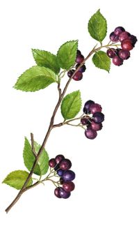   aronia melanocarpa